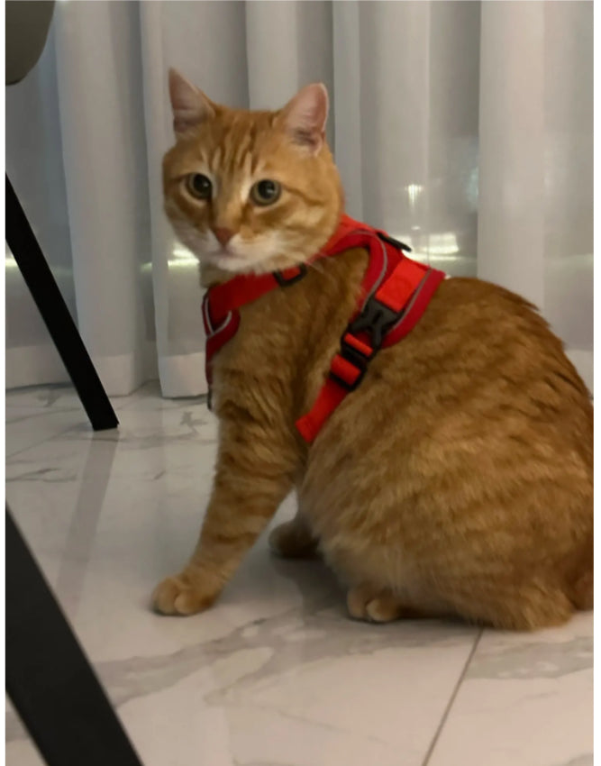 Cat Harness