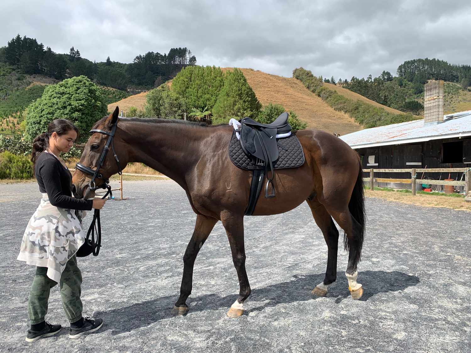 Equine Essentials