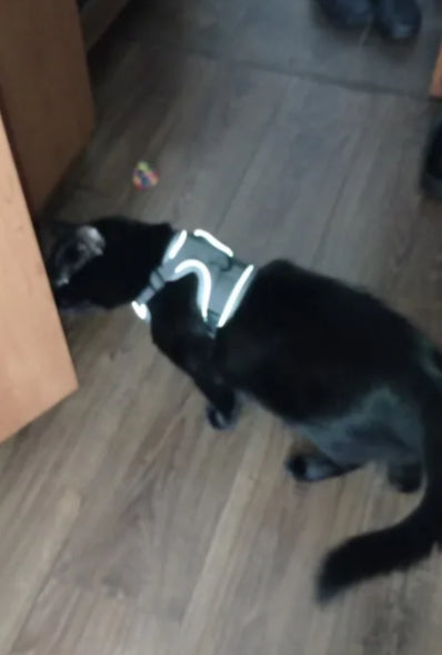 Cat Harness