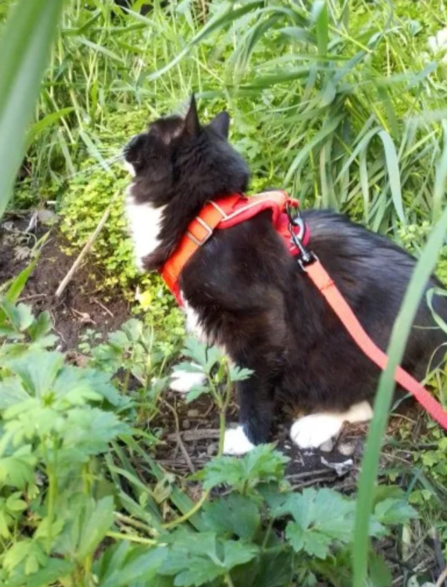 Cat Harness