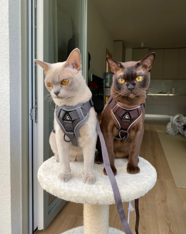 Cat Harness