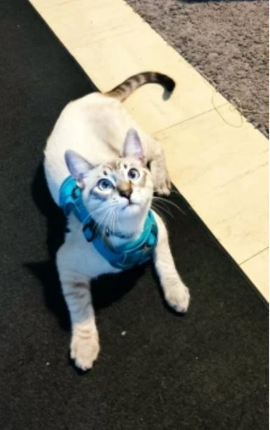 Cat Harness