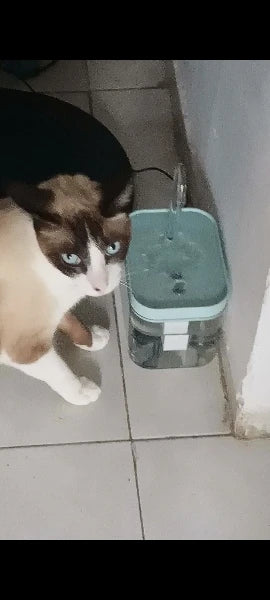 Cat Drinking Fountain