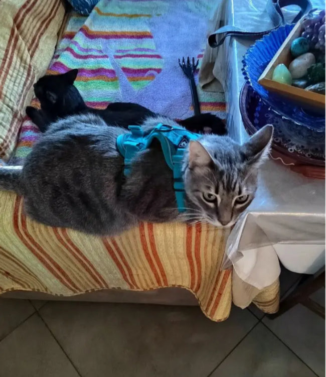 Cat Harness