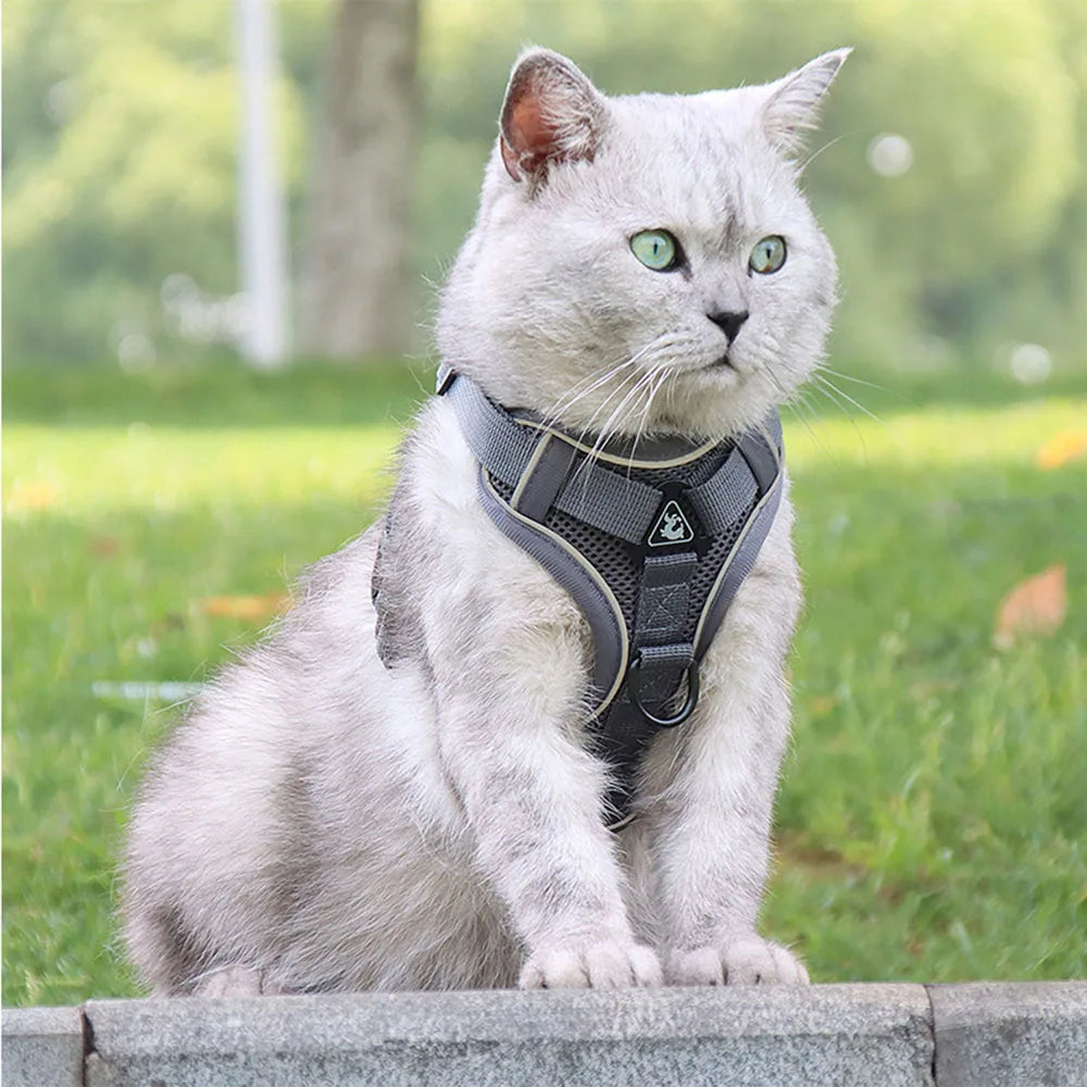 Cat Harness