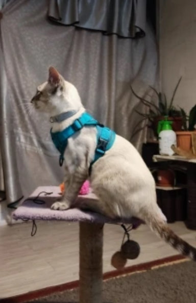 Cat Harness