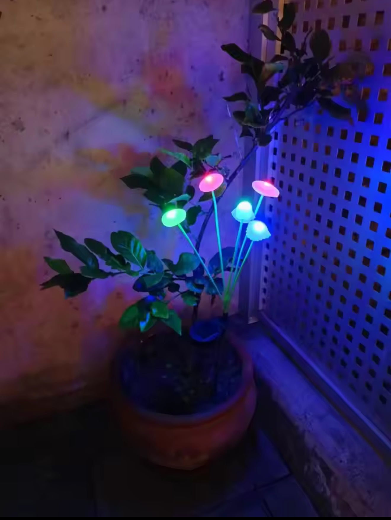 supplied by customer, solar lights in pot plant