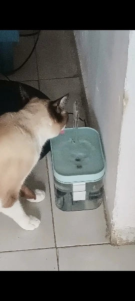 Cat Drinking Fountain