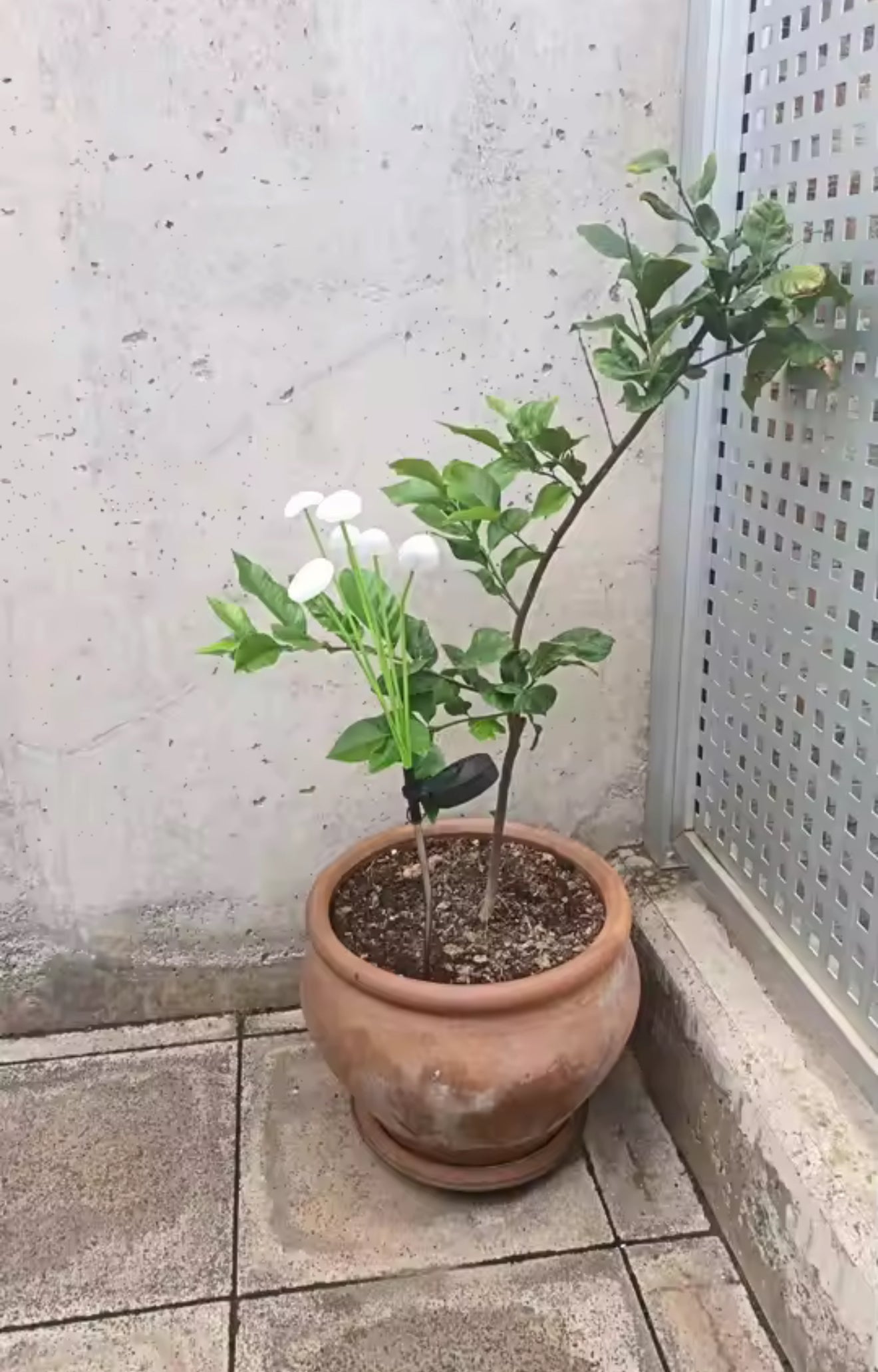 Supplied by customer