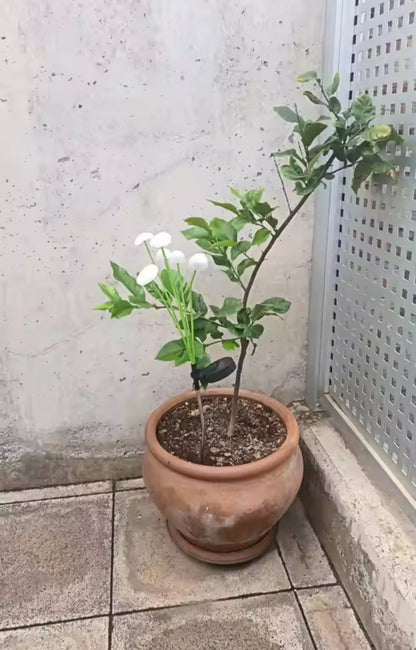 Supplied by customer